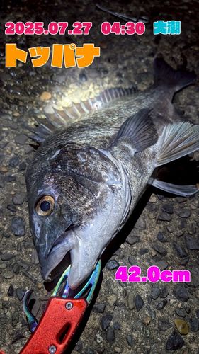 チヌの釣果