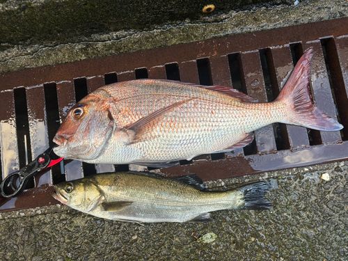 マダイの釣果