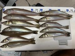 シロギスの釣果