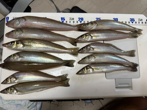 シロギスの釣果