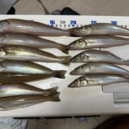 シロギス