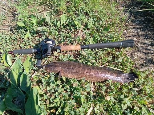 ライギョの釣果