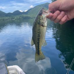 ラージマウスバス