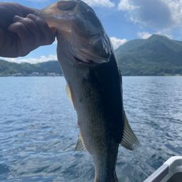 ラージマウスバス