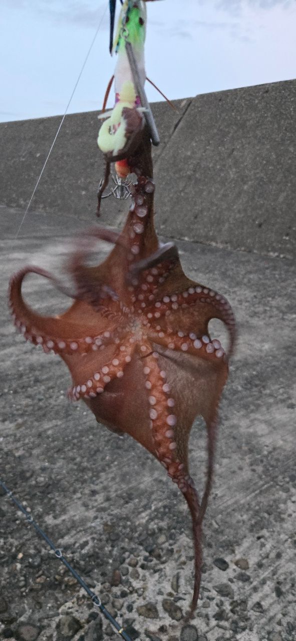 タコ