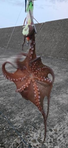 タコの釣果