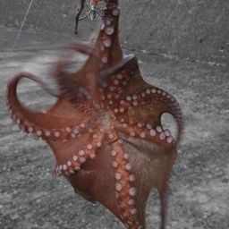タコ