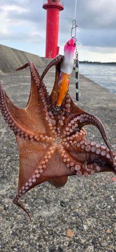 タコの釣果