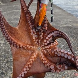 タコ