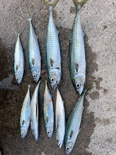 サバの釣果