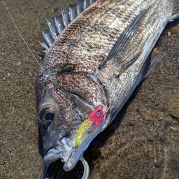 クロダイ