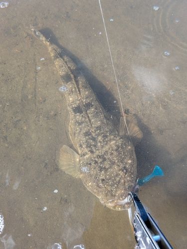 マゴチの釣果