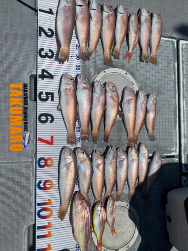 アマダイの釣果