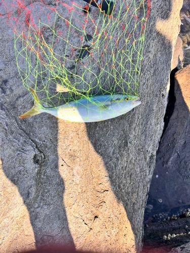 釣果