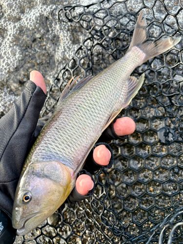 ケタバスの釣果