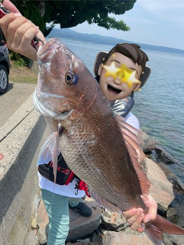 マダイの釣果