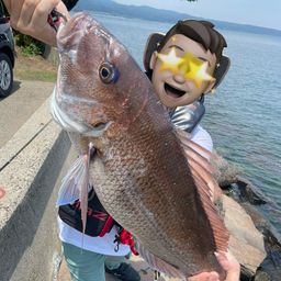 マダイ