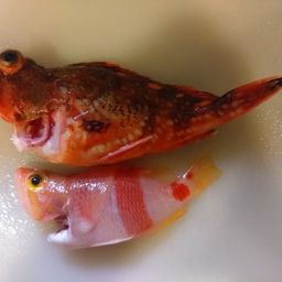 アズマハナダイ