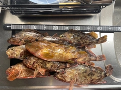 カサゴの釣果