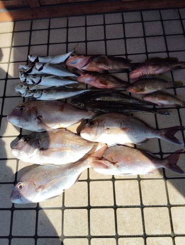 マダイの釣果