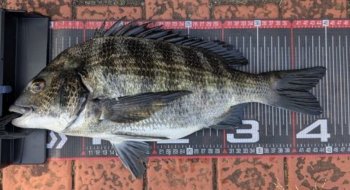 クロダイの釣果