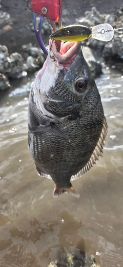 チヌの釣果