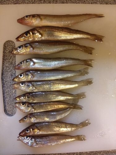 シロギスの釣果