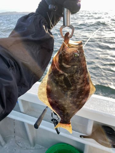 ヒラメの釣果