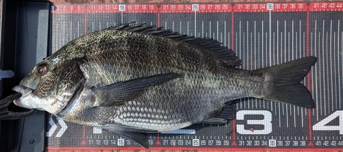 クロダイの釣果