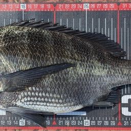 クロダイ