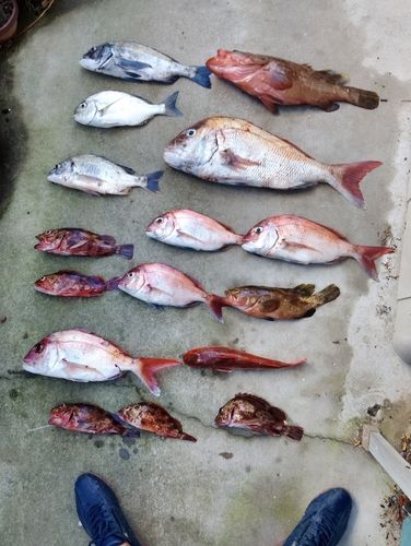 タイの釣果