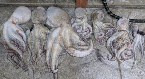マダコの釣果