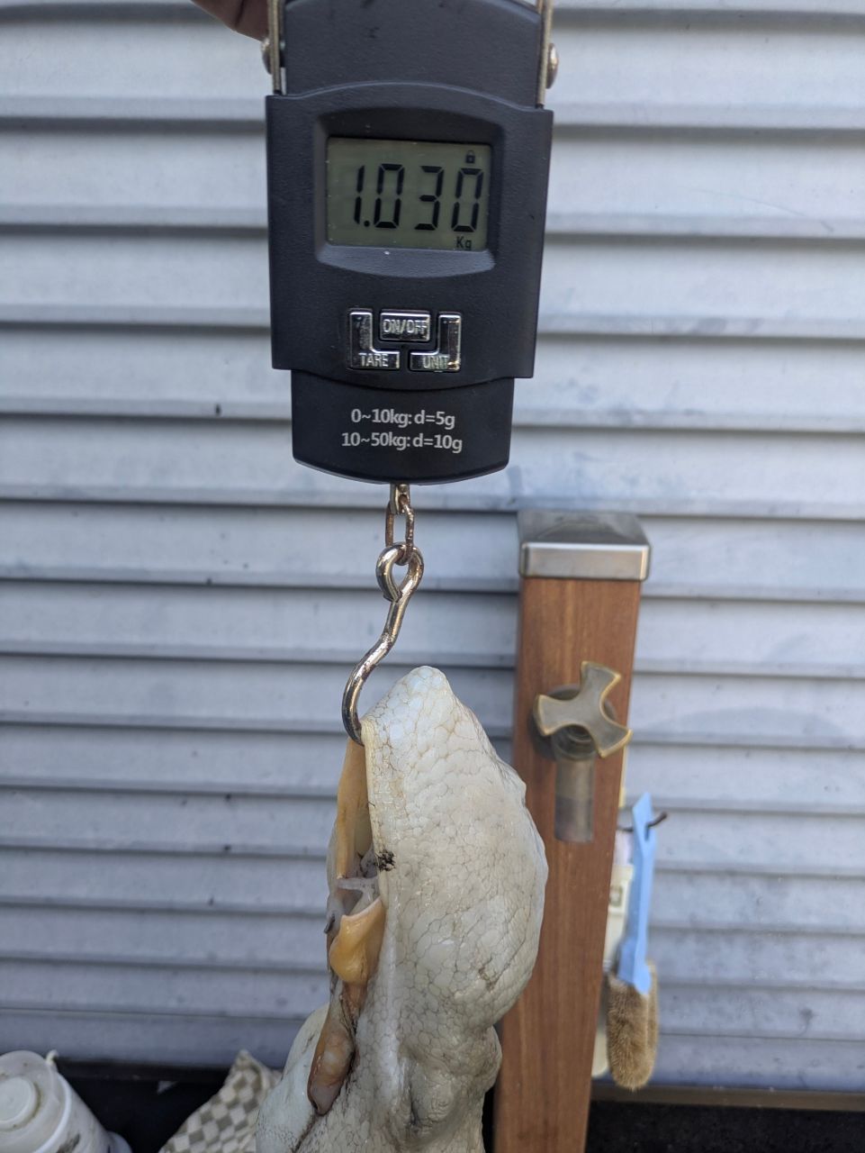 タコタチさんの釣果 2枚目の画像