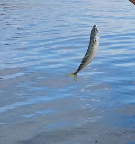 サバの釣果