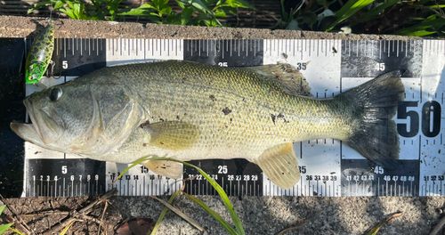 ブラックバスの釣果