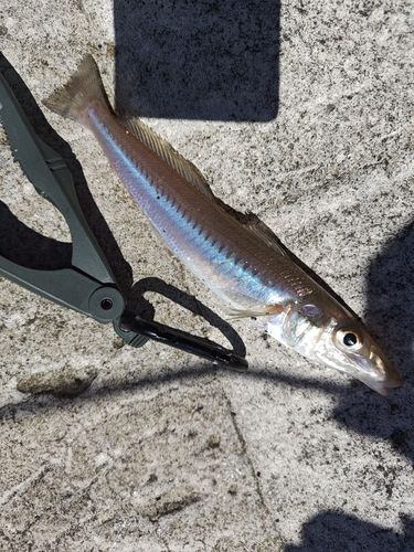 キスの釣果