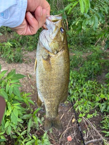 スモールマウスバスの釣果