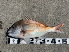 タイの釣果