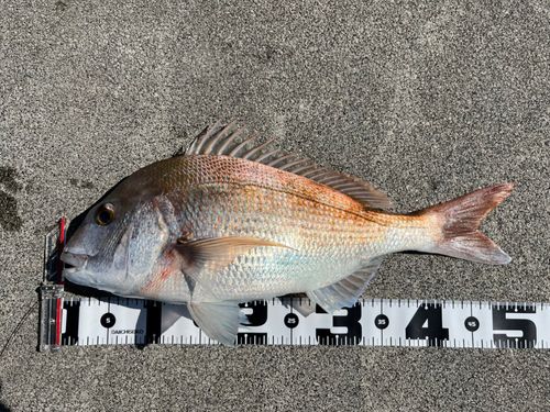 タイの釣果
