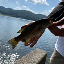 スモールマウスバス