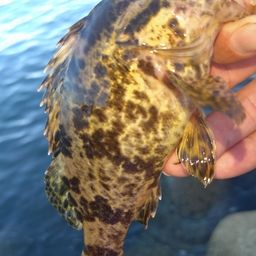 タケノコメバル