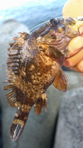 クロソイの釣果