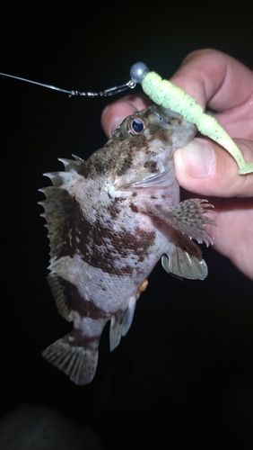 クロソイの釣果