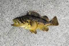 クロソイの釣果