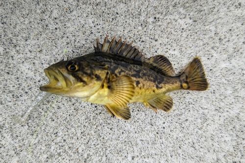 クロソイの釣果