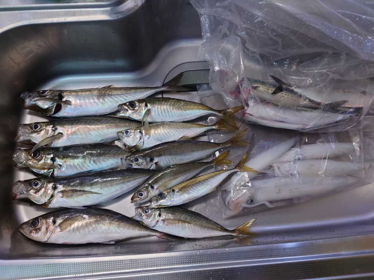 クロタカさんの釣果 2枚目の画像