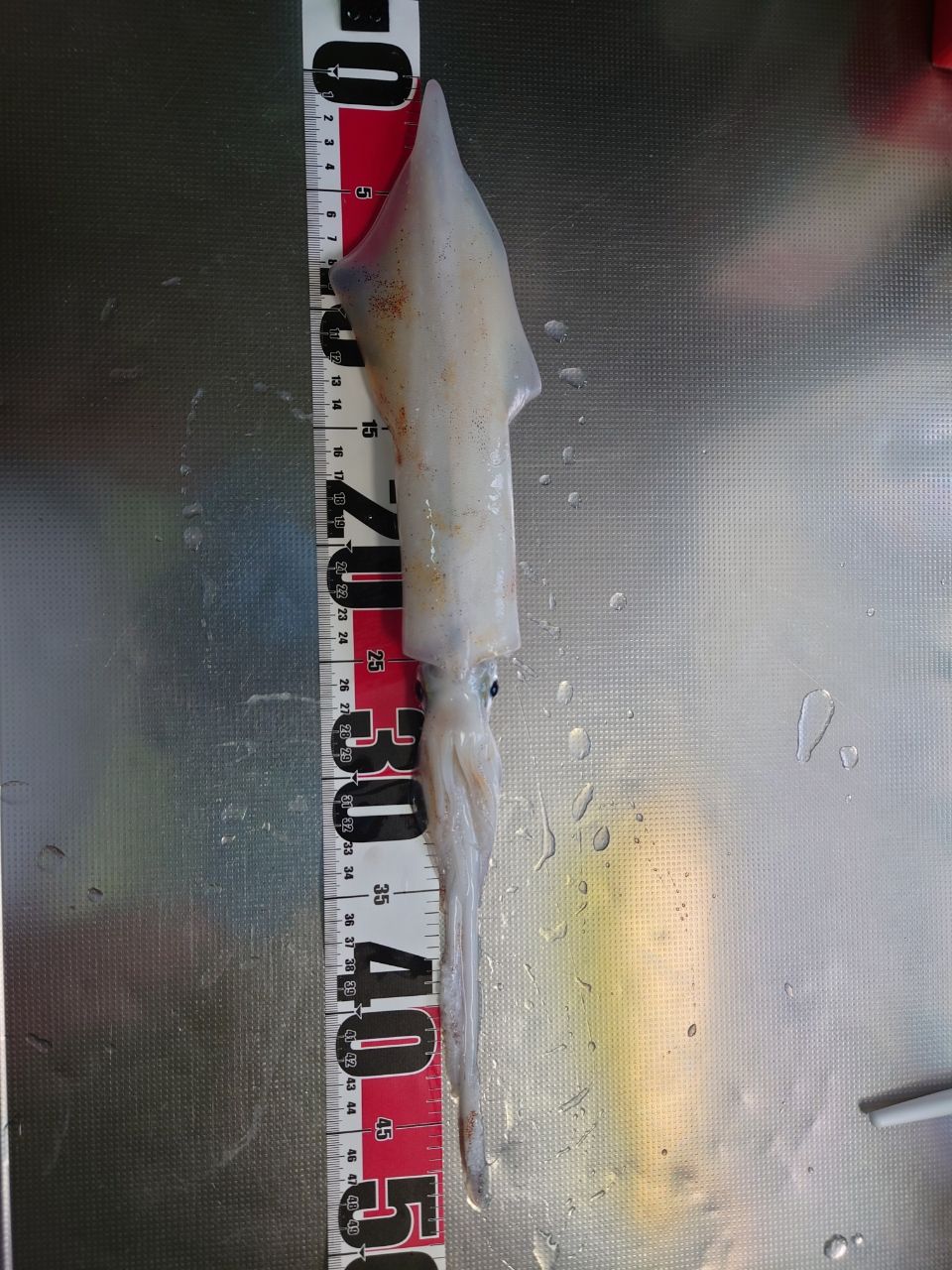 クロタカさんの釣果 3枚目の画像