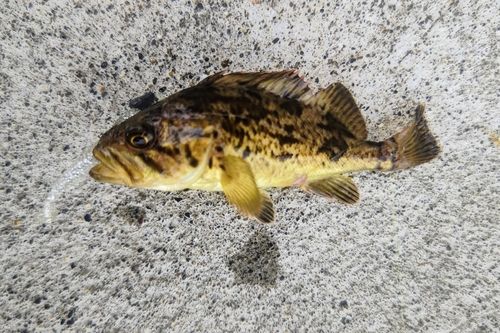 クロソイの釣果