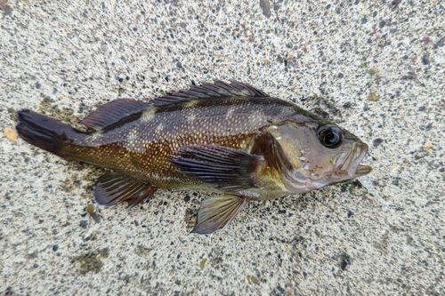 エゾメバルの釣果