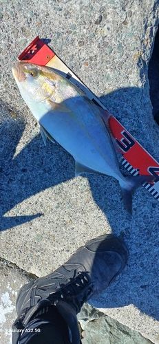 釣果